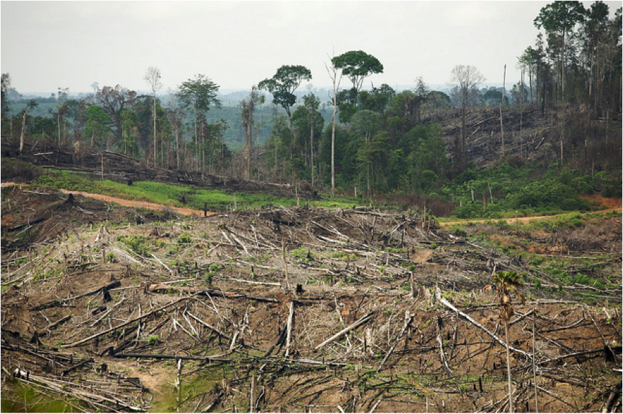 Future threats to the  rainforest