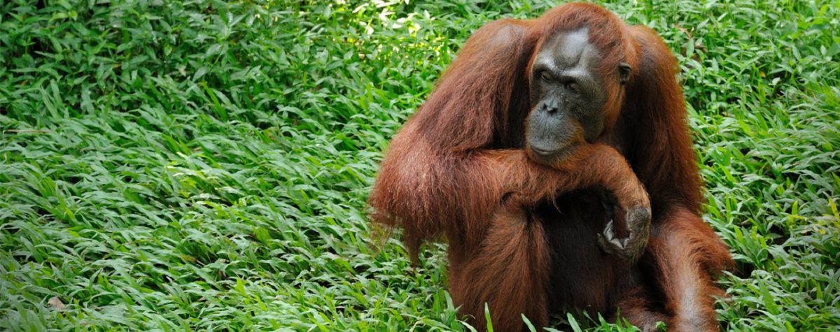 Palm oil plantations threaten orangutang habitat