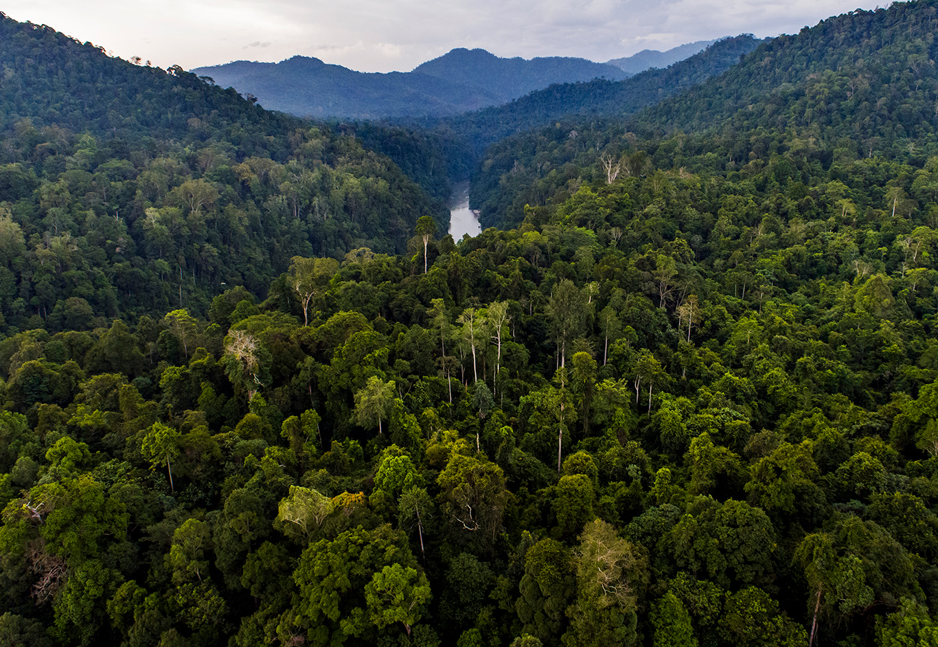 Forests of the Singkil-Bengkung region of the Leuser Ecosystem (Photo: Paul Hilton)