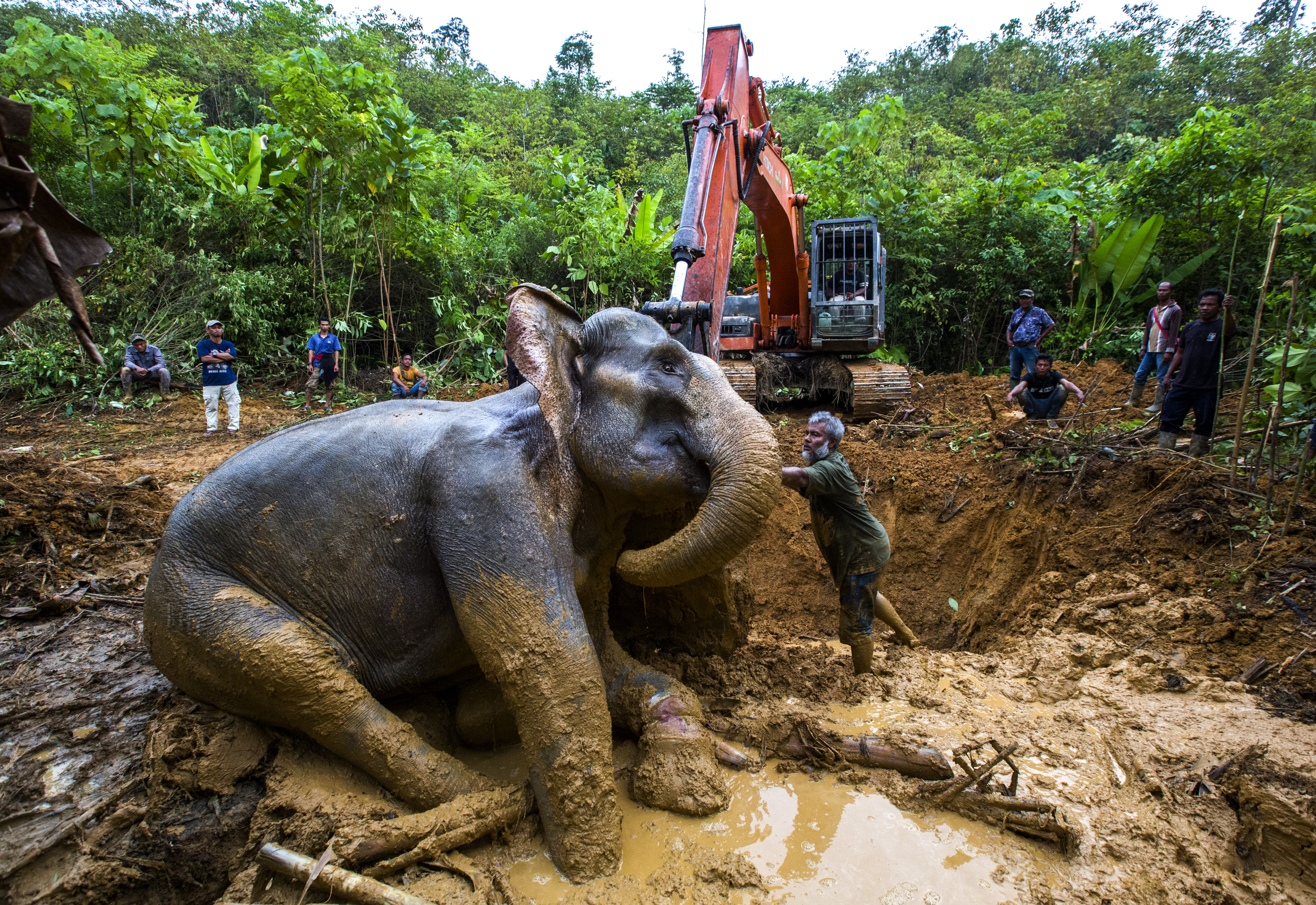 A Sumatran elephant is killed by a snare set to stop elephants trampling oil palms planted inside a critical lowland rainforest corridor in the Leuser Ecosystem