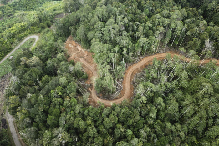 Mining road which destroying intact Beutong rainforest.
