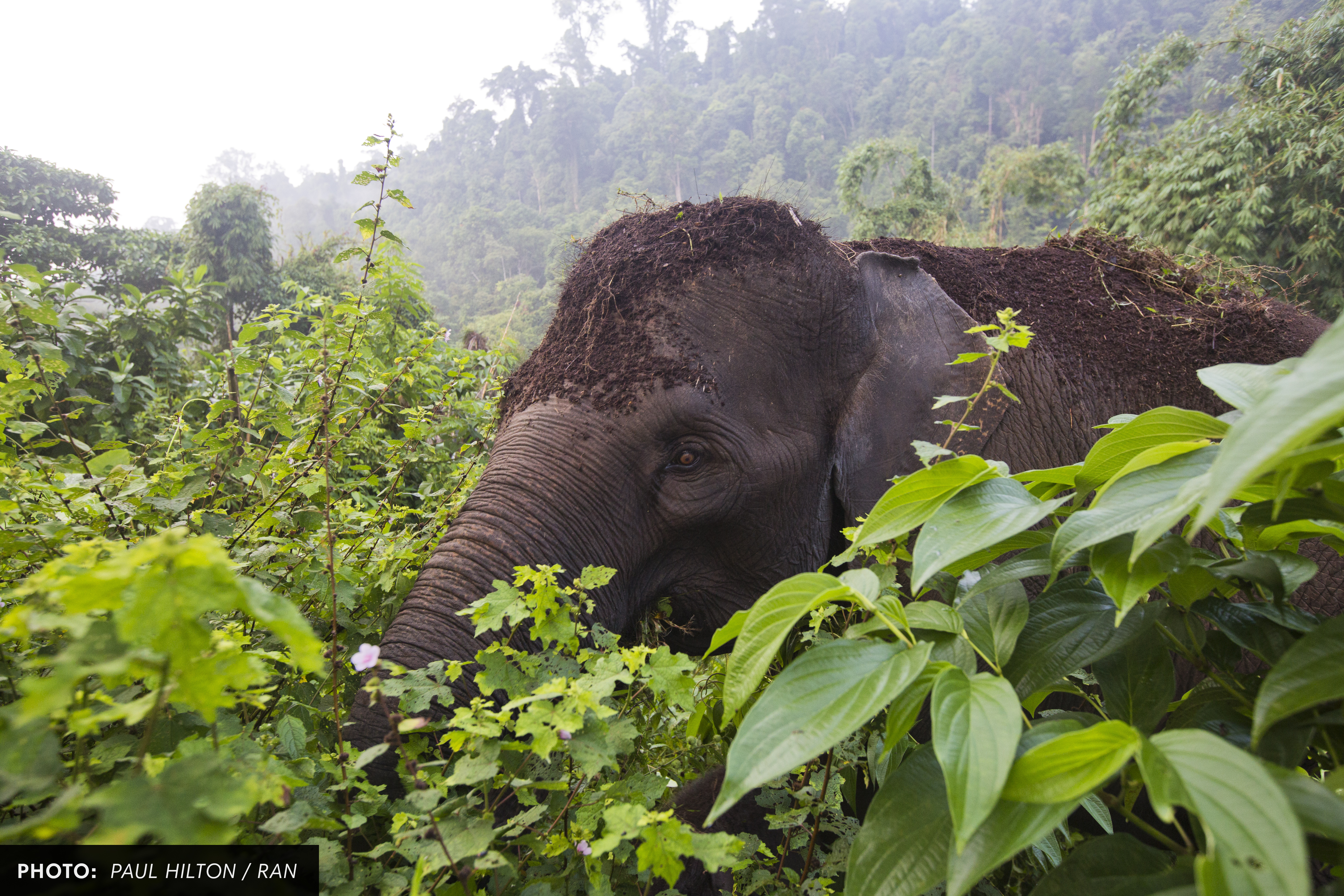 A Sumatran elephant in the northeast lowlands of Leuser Ecosystem