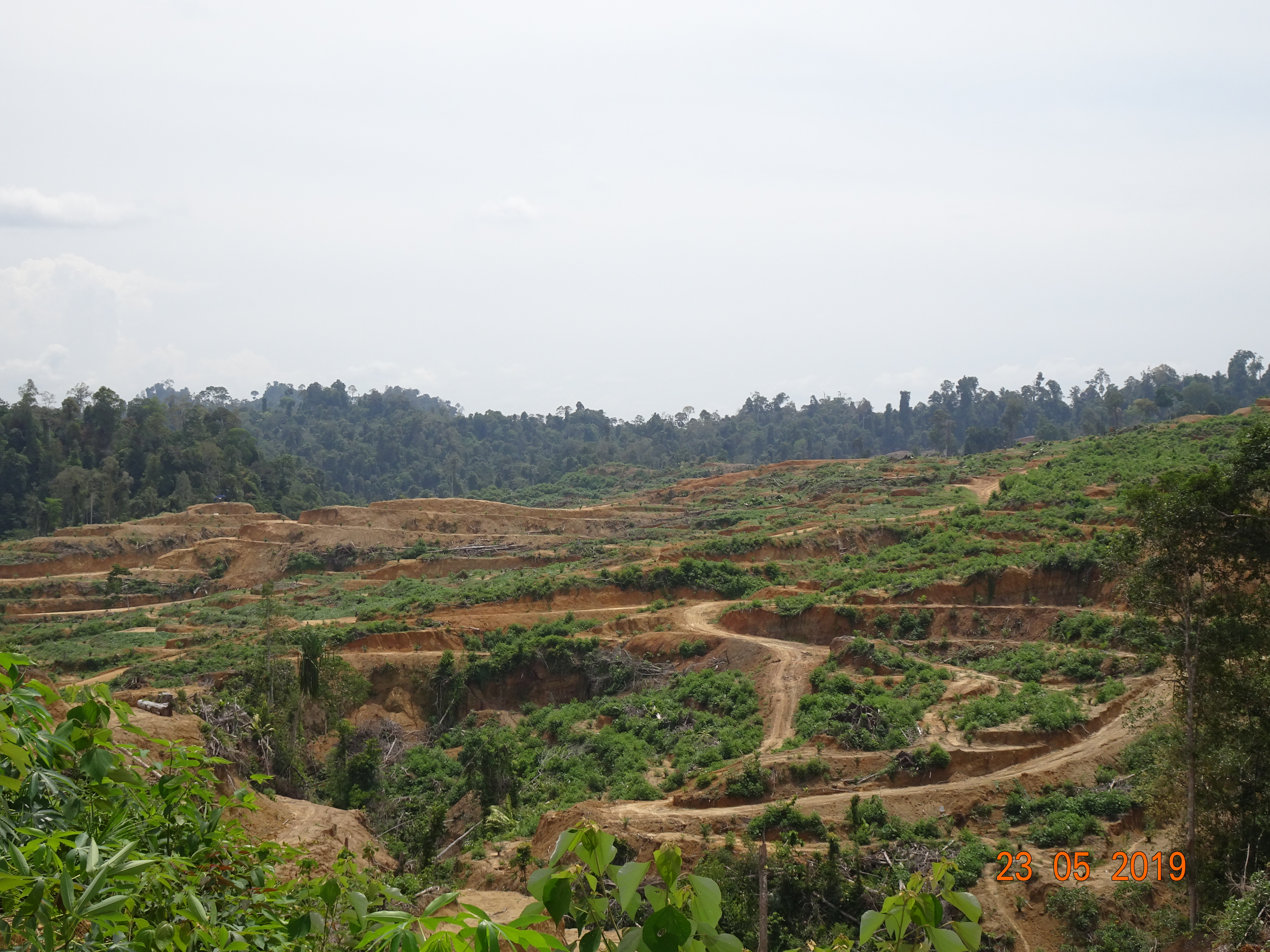 Expansion of palm oil plantation by PT Nia Yulided, May 23 2019 GPS N 04 2 ’40.2 E 097 49 51.6