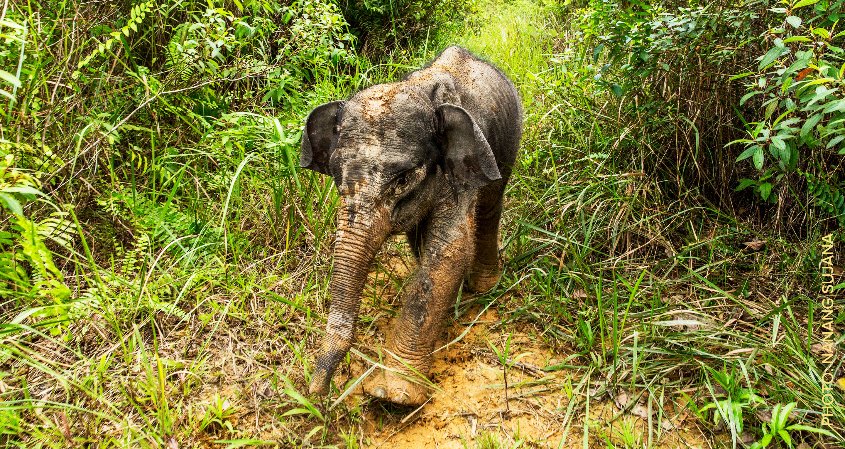 Baby elephant walking