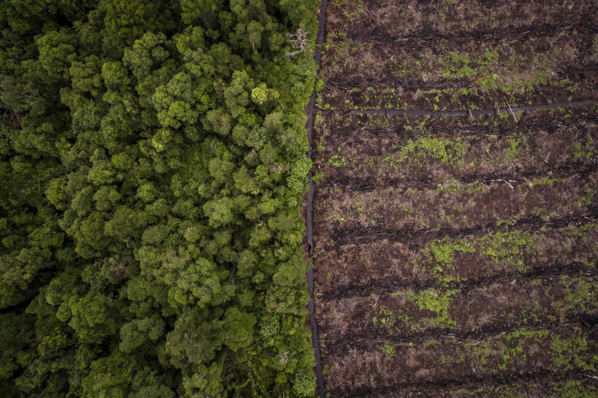 Peatland drainage and clearance for palm oil plantation expansion in the Singkil-Bengkung lowlands (Photo: Nanang Sujana)