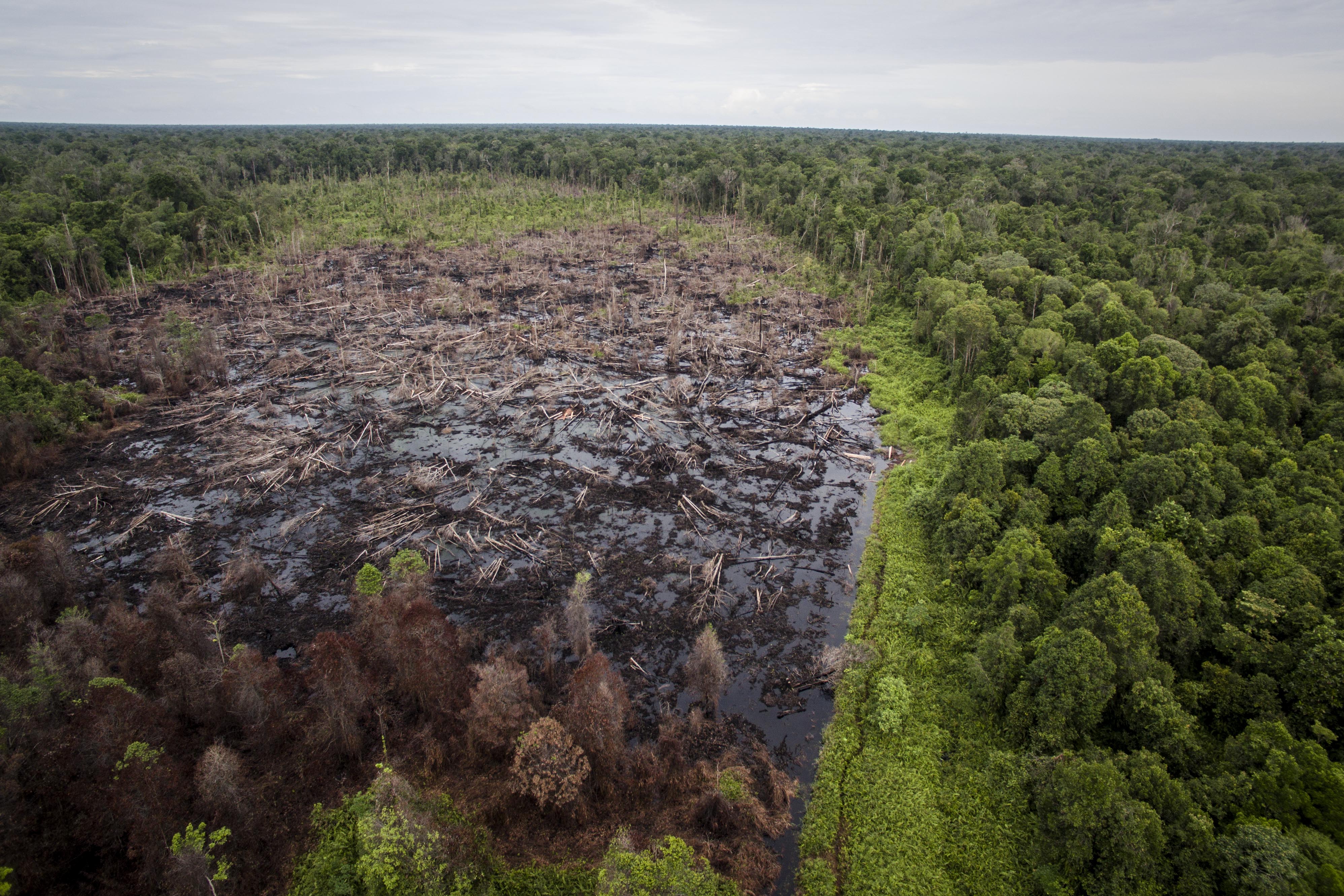 Peatland drainage and clearance for palm oil plantation expansion in the Singkil-Bengkung lowlands (Photo: Nanang Sujana)