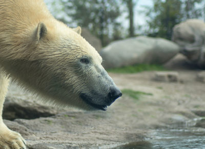 Polar Bear hovers over a shoreline