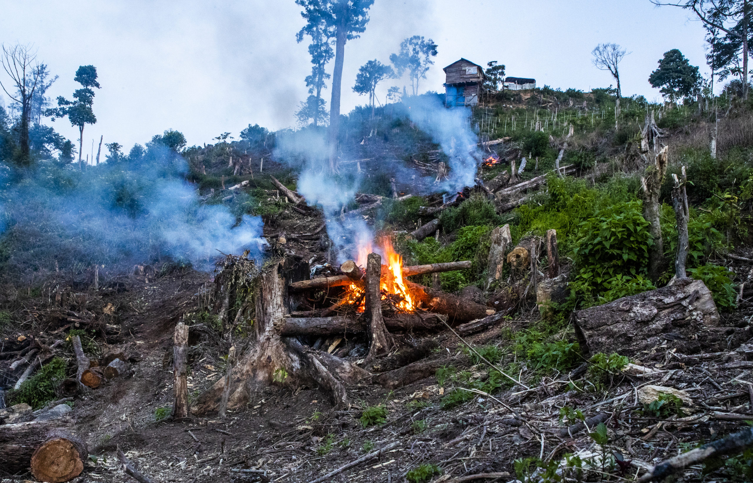 felled trees and fire