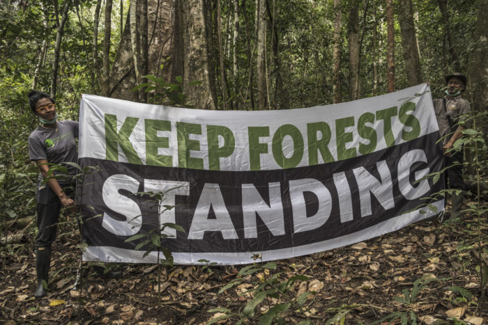 keep forests standing banner in rainforest