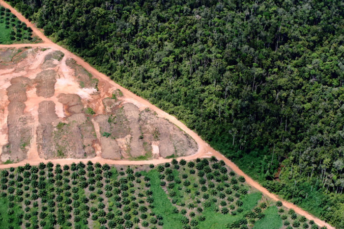 clear cutting in tropical forest