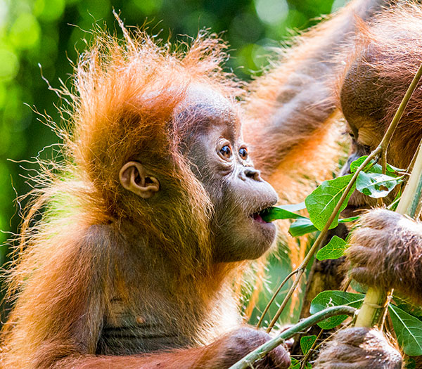 Wildlife Fact Sheet: Sumatran Orangutan - Rainforest Action Network