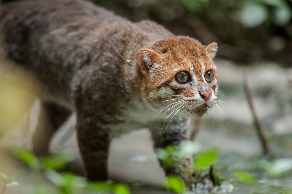 flat headed cat flat head cat the flat headed cat felis planiceps flat head cats cat with flat head