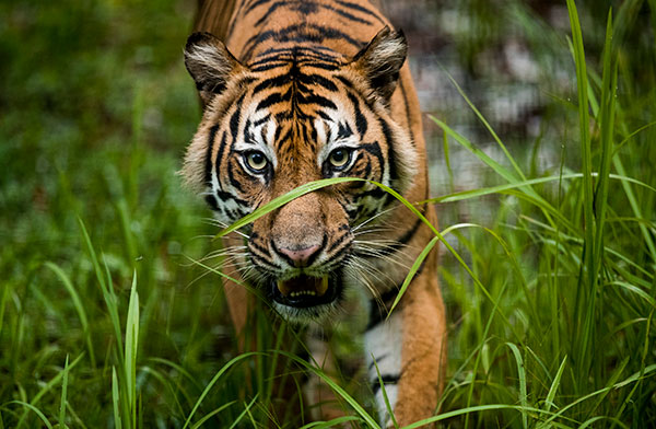 Sumatran Tiger Habitat