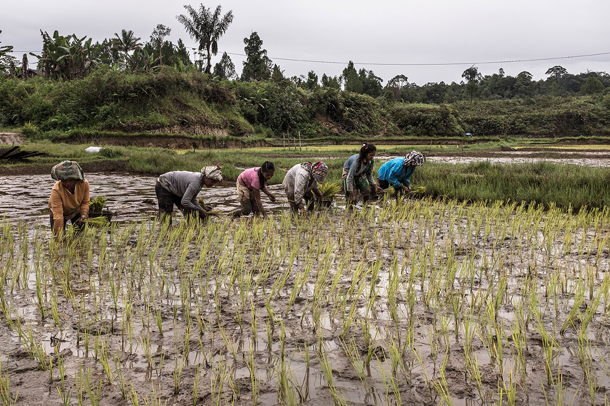 Community members plant rice on their paddy field