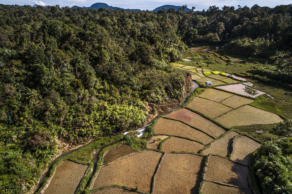 Aerial view of the community’s rice paddies and other crops that border the community’s customary forest.