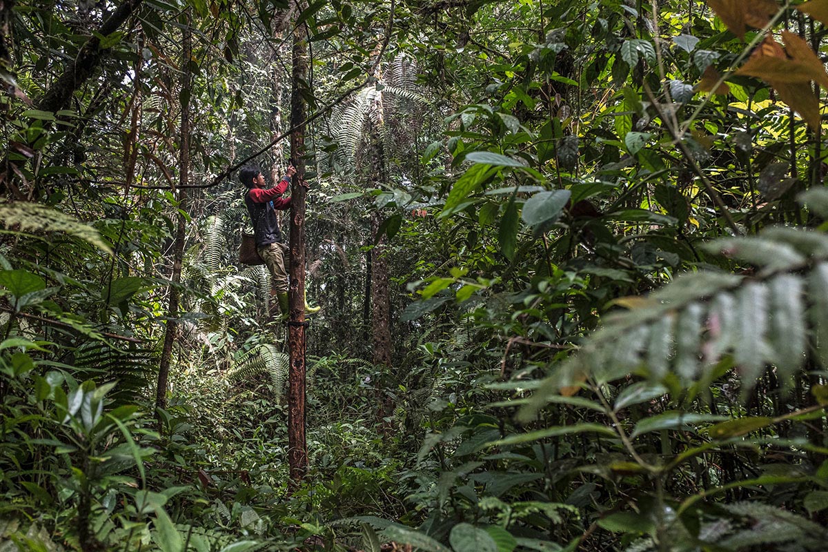A community member climbs a Kemenyan tree to sustainably harvest its sap.