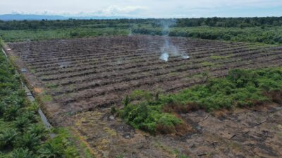 Carbon Bomb Scandals: Big Brands Driving Climate Disaster for Palm Oil