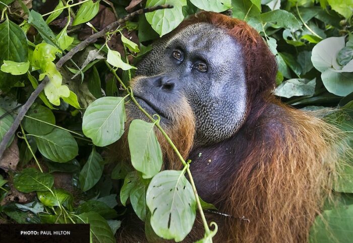 An endangered Sumatran orangutan peers out from behind a branch in the rainforest.