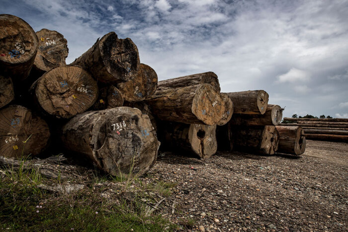 Photo of logs of wood piled on the banks of Mahakam river.