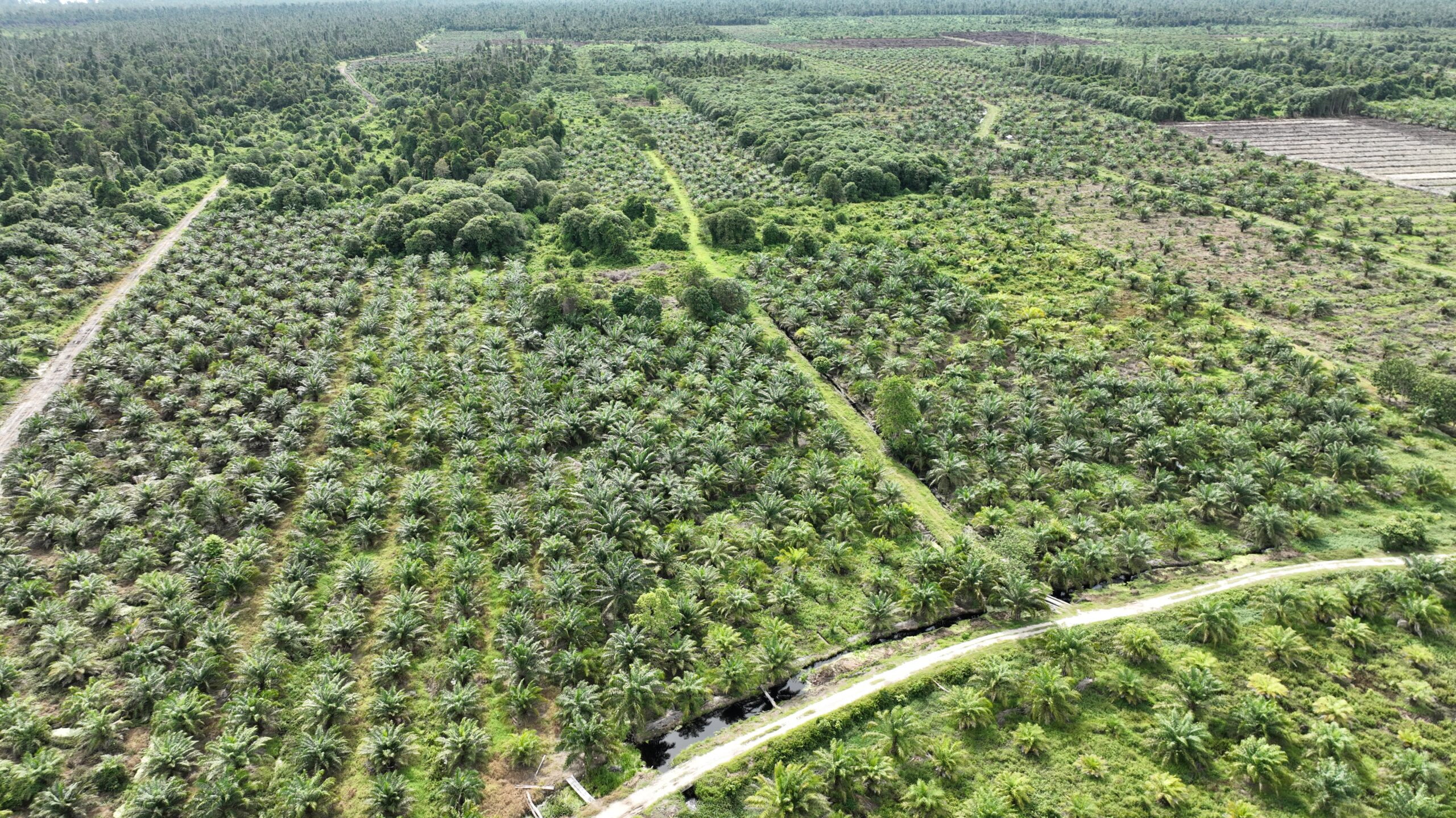 Palm oil production can grow without converting rainforests and