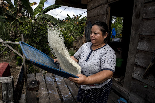 Long Isun community member sifting rice by hand