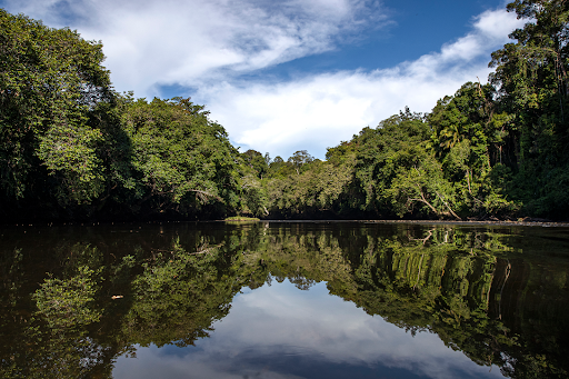 Image of a lake in the middle of the borneo rainforest