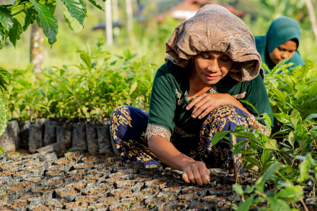 Women of Bunin, maintaining coffee, pete, and durian seedlings in the community nursery (RAN/Rifky)