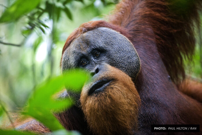 Orangutan in the Leuser Ecosystem photographed by Paul Hilton