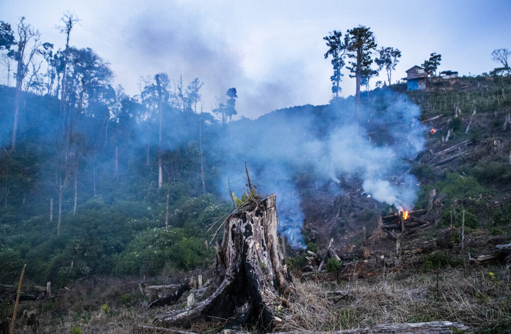 A tree stump sits in the foreground of a smoldering fire in a forest clearing