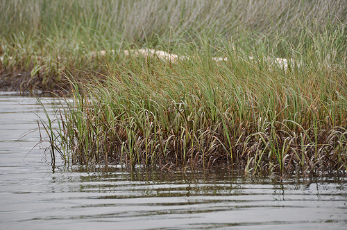 Oil in Louisiana’s Bay Baptiste