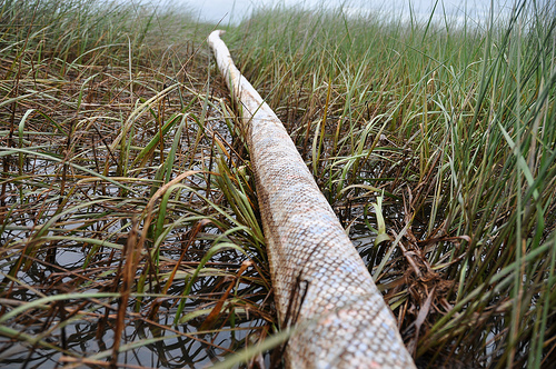 Oil near Grand Bayou, Louisiana