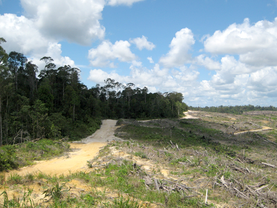 Rainforest in Indonesia gives way to clearcut.