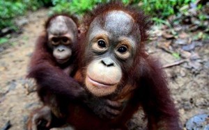 two baby orangutans