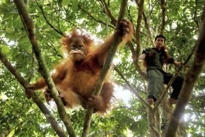 Indonesia Orangutans by LJWorld.com
