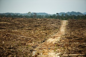 Indonesian forest destruction Photo: David Gilbert/RAN