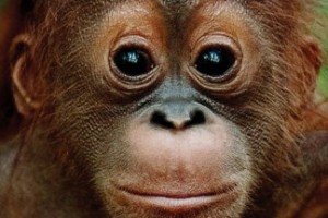 Born To Be Wild Orangutan