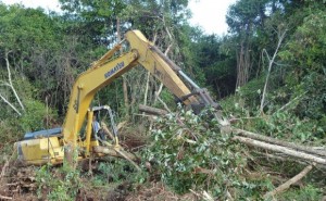 Indonesian logging EIA