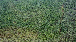 Monoculture palm oil plantation.Photo: Treehugger