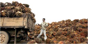 Palmoil-delivery-to-a-Malaysian-Mill.-NYT