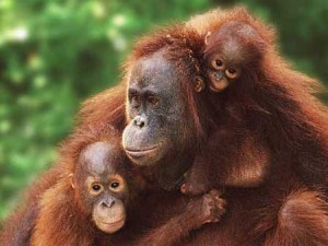 Palm Oil operations are destroying orangutan habitat