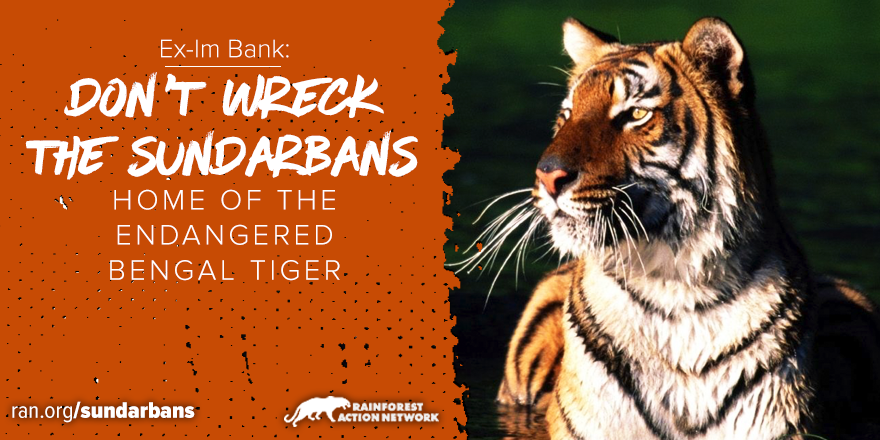 Sundarbans_Bengal_Tiger.png