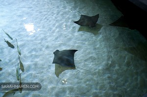 Rays at California Academy of Sciences