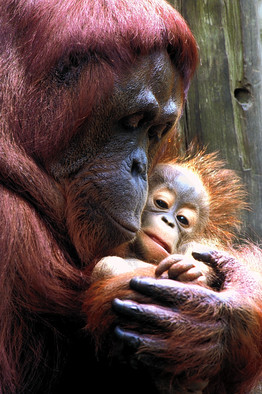 Orang mother and child
