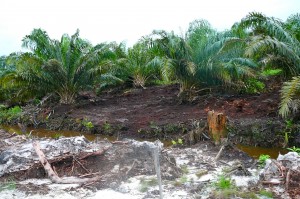 Oil Palm on Peat