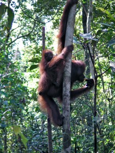 Mother and baby orangutan at Camp Leakey