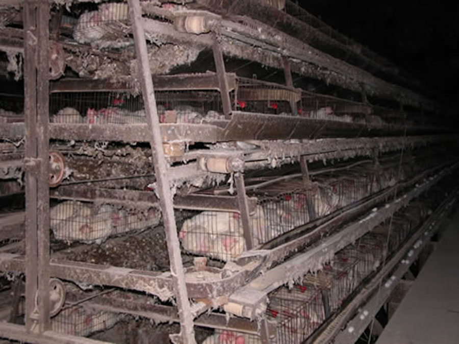 IndustrialProduction_Battery_Cage_Tyson3.jpg
