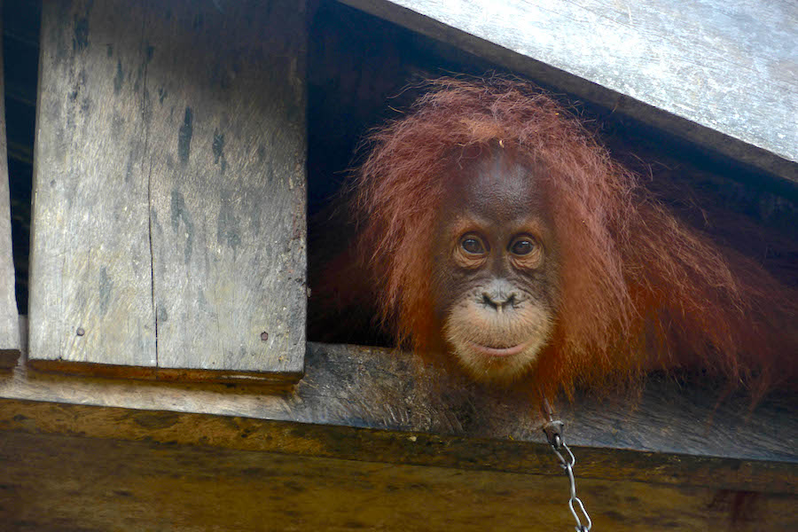 Orangutan_Shackled_in_Leuser_-_photo_-_Carlos_Quiles.jpg