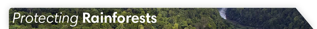 Protect Rainforests - Donate Now!