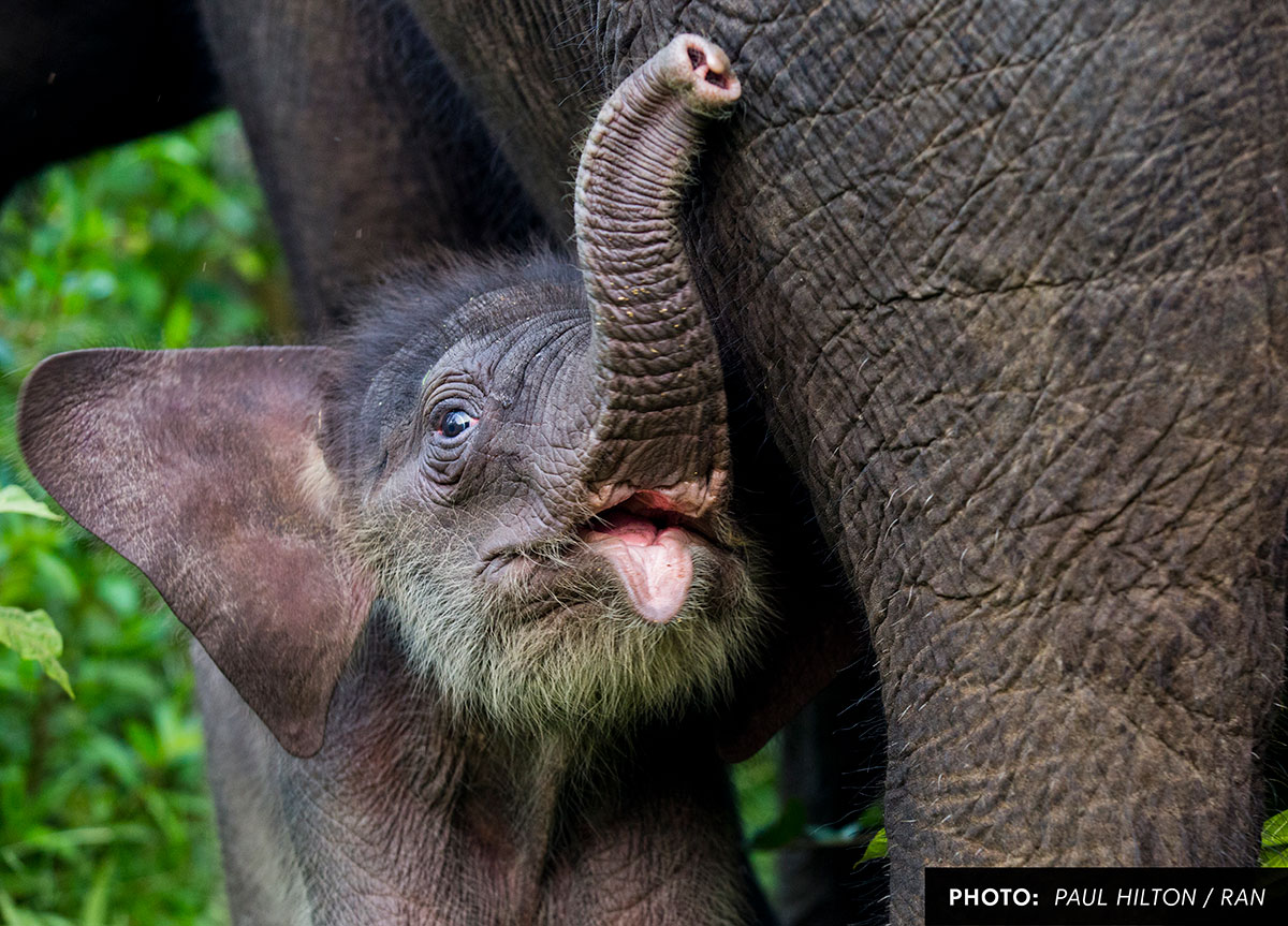 leuser-watch-baby-elephant-paul-hilton.jpg