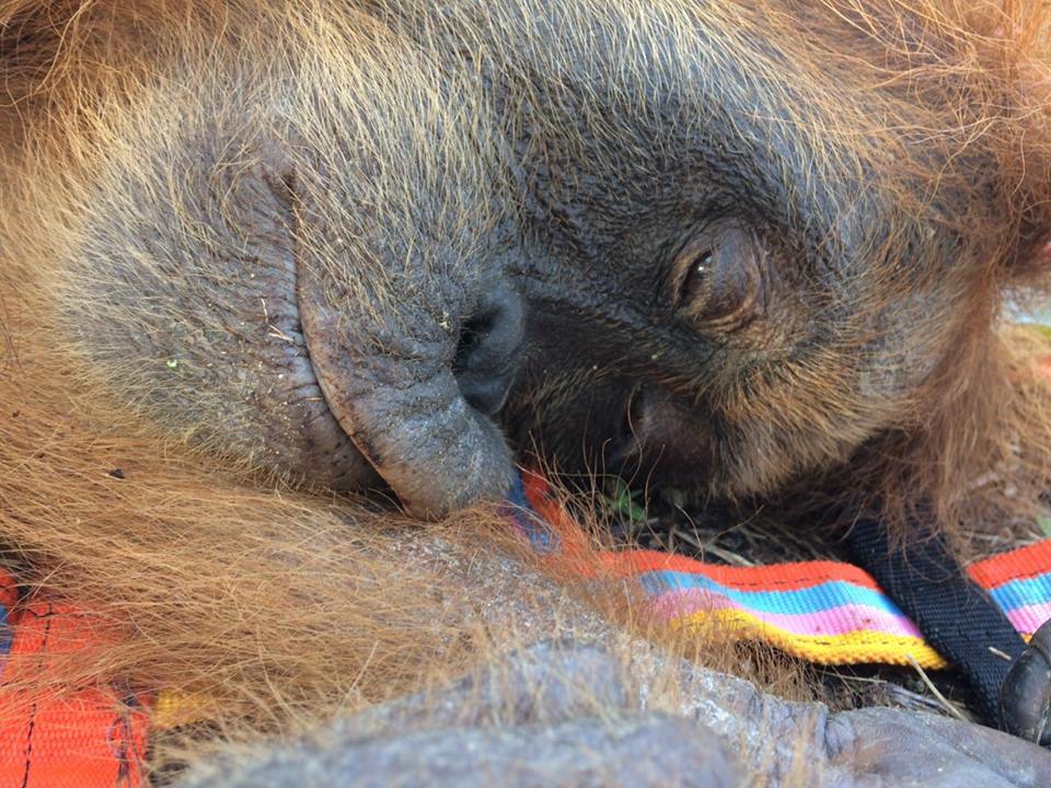 OrangutanRescue_072017_6.jpg